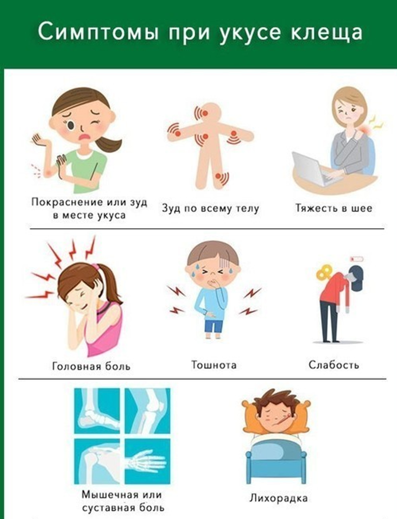 Клещевой энцефалит признаки. Первичные симптомы клещевого энцефалита. Клинические проявления клещевого энцефалита. Клещевойэнцехалид симптомы. Симптомы энцефалита у человека.